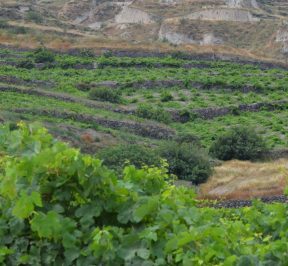 Vineyards of Santorini