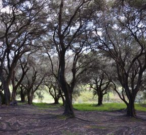 Оливковые рощи Корфу