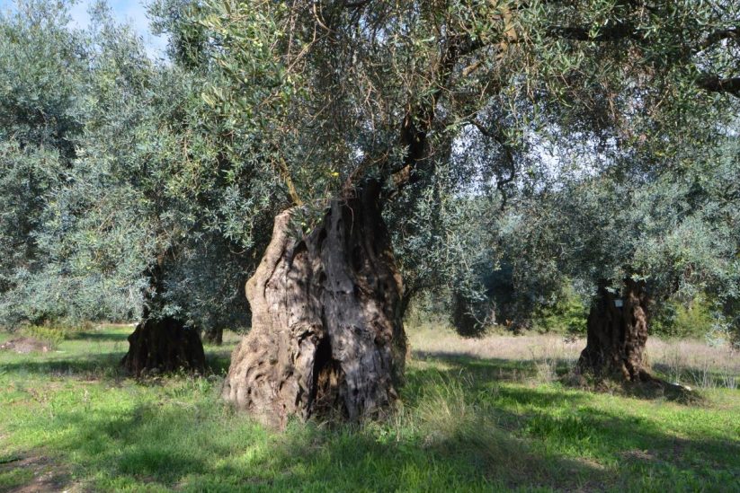 Olive groves of Corfu