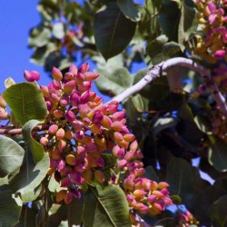 Φιστίκι Αιγίνης - pistachio of Aegina