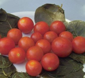 Santorini tomato