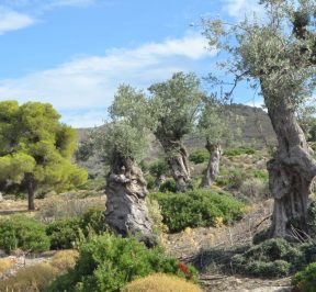 Aegina Olive Grove - Eleonas Valley - Greek Gastronomy Guide