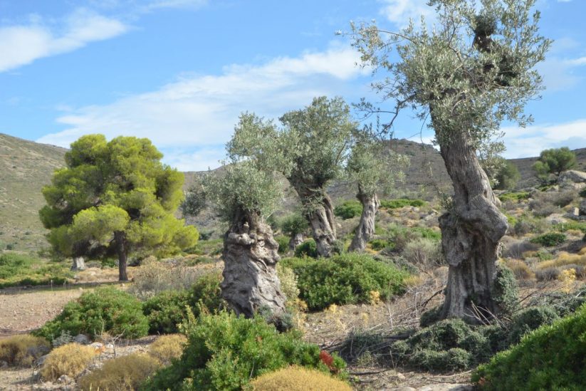 Aegina Olive Grove - Eleonas Valley - Greek Gastronomy Guide