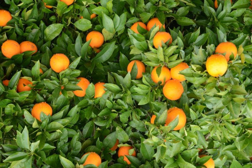 Kumquat Corfu