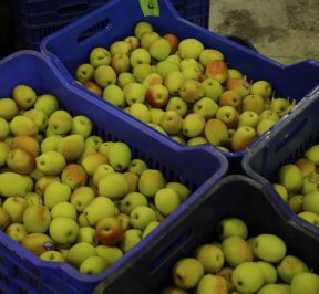 Pommes Zagorin - Coopérative agricole de Zagora, Pélion