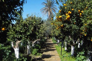 Plain of Chios - Greek Gastronomy Guide