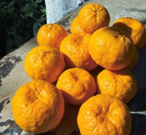 Mandarino di Chios - Guida alla gastronomia greca