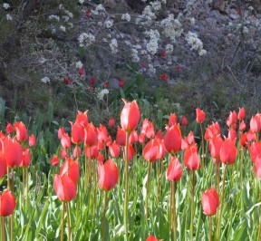 Orchids and tulips of Chios