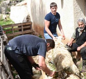 Vida pastoral - Ganadería de Creta