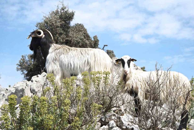 Vita pastorale - Bestiame di Creta