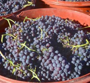 Corinthian raisin - Aegialia - Greek Gastronomy Guide