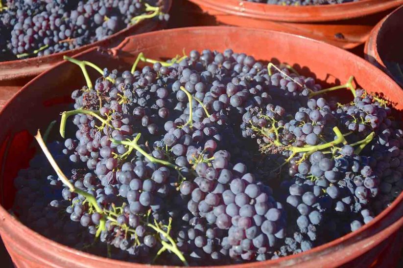 Corinthian raisin - Aegialia - Greek Gastronomy Guide