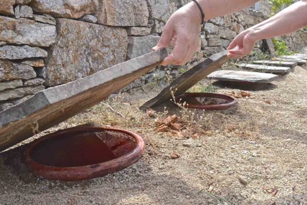 Crama Afianes - Raches, Ikaria - Ghid grecesc de gastronomie