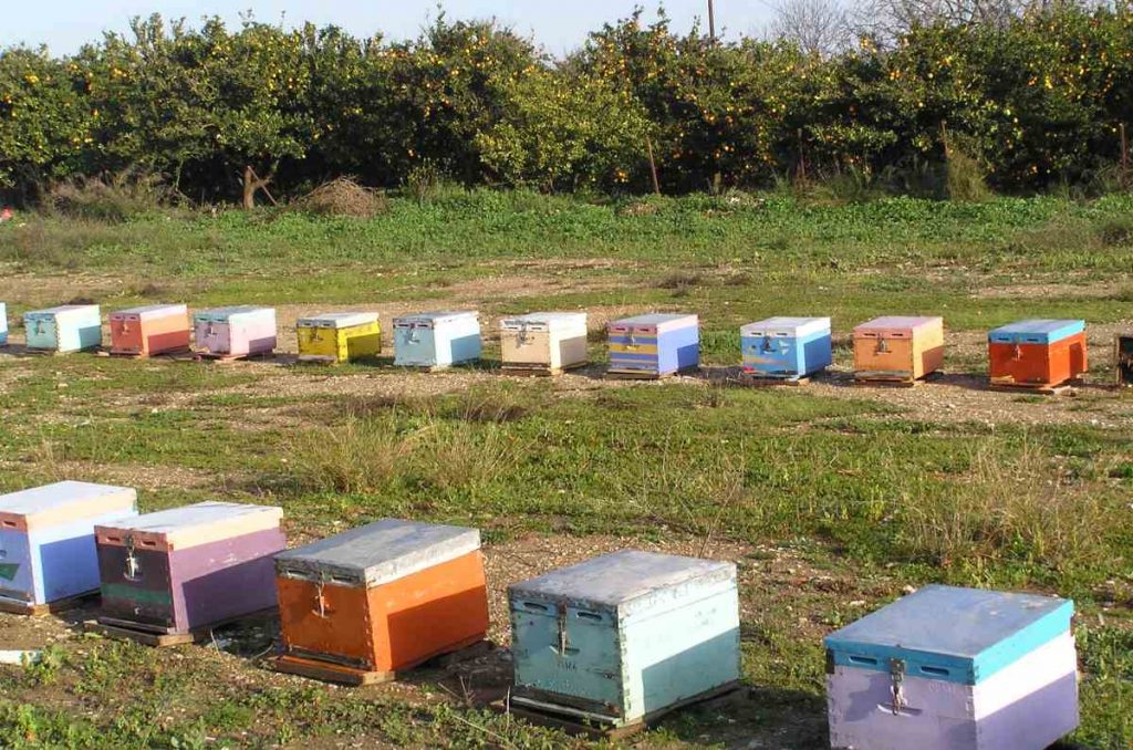 Η μελισσοκομία στην Ελλάδα - Ελληνικό μέλι: Παρόν και μέλλον - Greek Gastronomy Guide