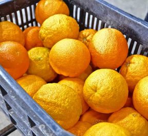 Krop Fruit - Citrus processing and packaging - Arta - Greek Gastronomy Guide