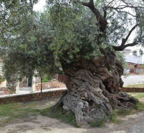 Monumental Olive Tree - Greek Gastronomy Guide