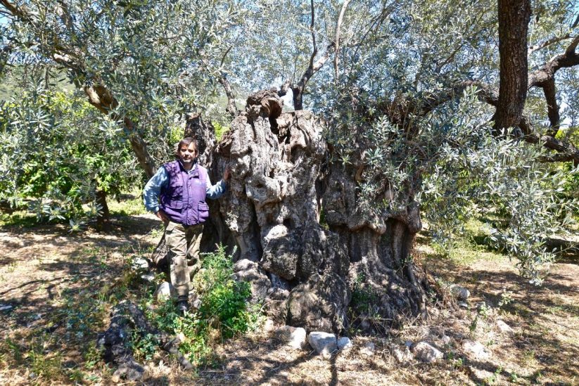 Centuries-old olives of Ermionida - Greek Gastronomy Guide