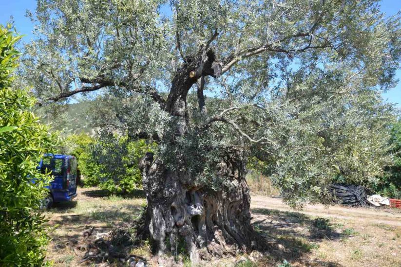Centuries-old olives of Ermionida - Greek Gastronomy Guide