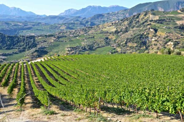 Vineyards of Rira - Engagement of Egialia - Greek Gastronomy Guide