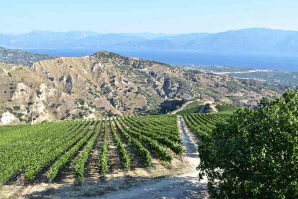 Vineyards of Rira - Engagement of Egialia - Greek Gastronomy Guide