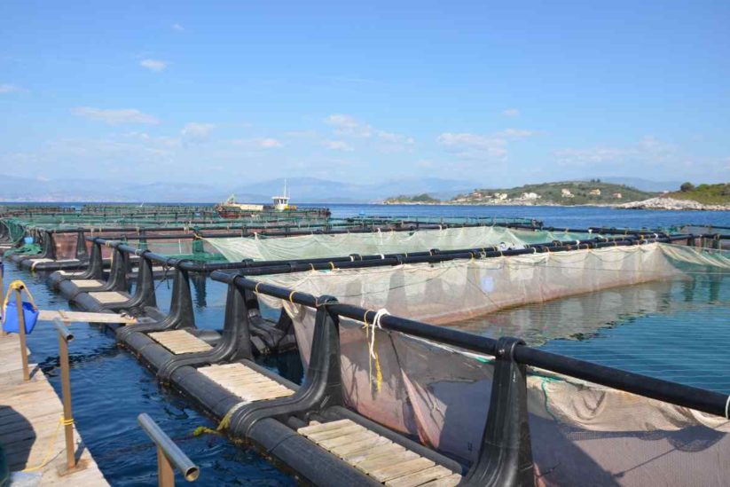 Corfu Sea Farm - Corfu Fish Farming - Greek Gastronomy Guide