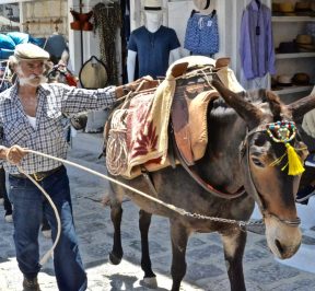 Cargo animals: Mules, donkeys and horses in Hydra - Greek Gastronomy Guide